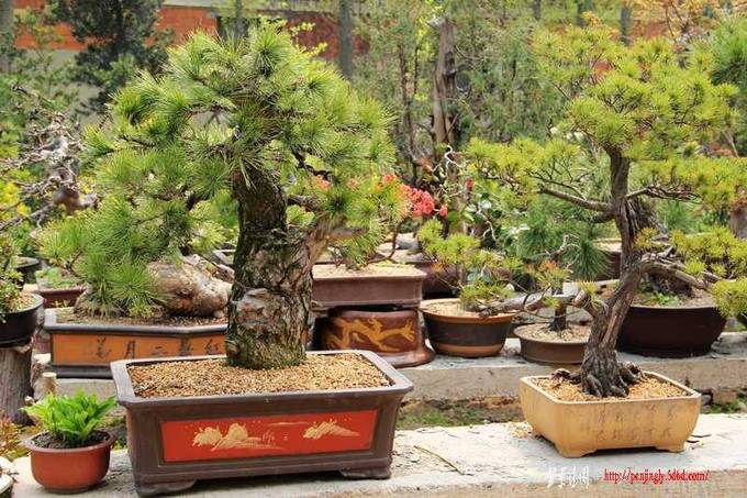 ������ɰ�� 665.jpg