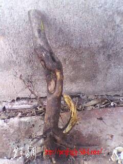 IMG0330A.jpg