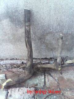 IMG0321A.jpg