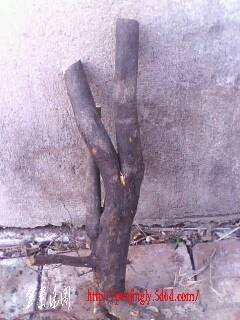 IMG0331A.jpg