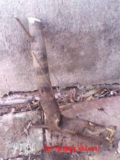 IMG0332A.jpg