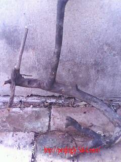IMG0326A.jpg