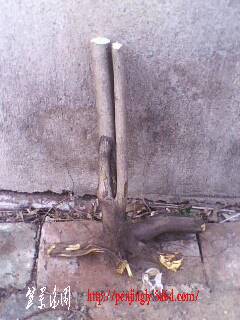 IMG0324A.jpg