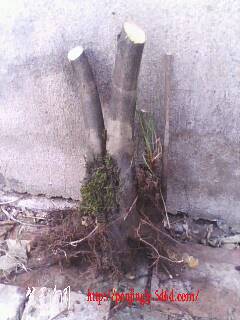 IMG0327A.jpg