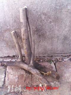 IMG0325A.jpg