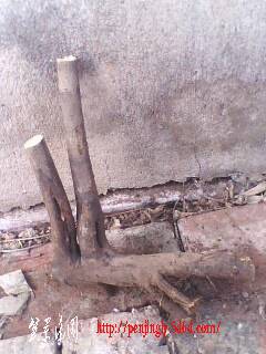 IMG0334A.jpg