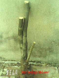 IMG0320A.jpg