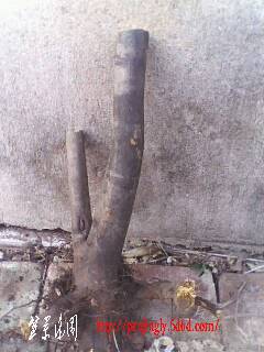 IMG0328A.jpg