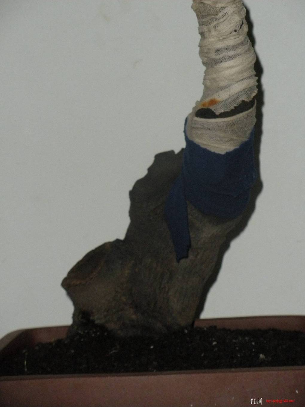 2011.4.7 024.jpg