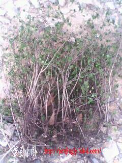 IMG0340A.jpg
