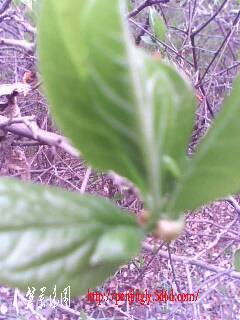 IMG0336A.jpg