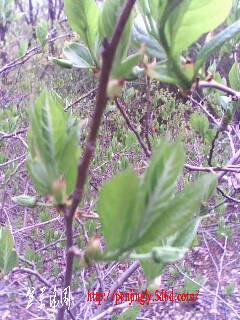 IMG0338A.jpg