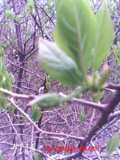 IMG0335A.jpg
