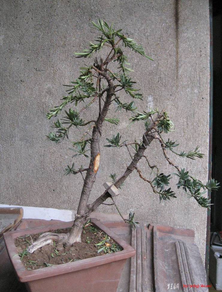 Ƭ 14206.jpg