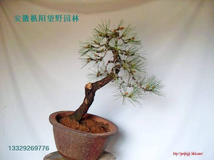 SDC15521.jpg