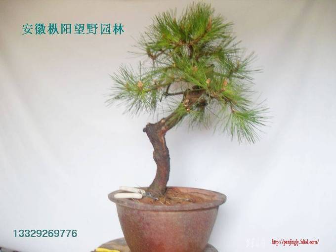 SDC15509.jpg