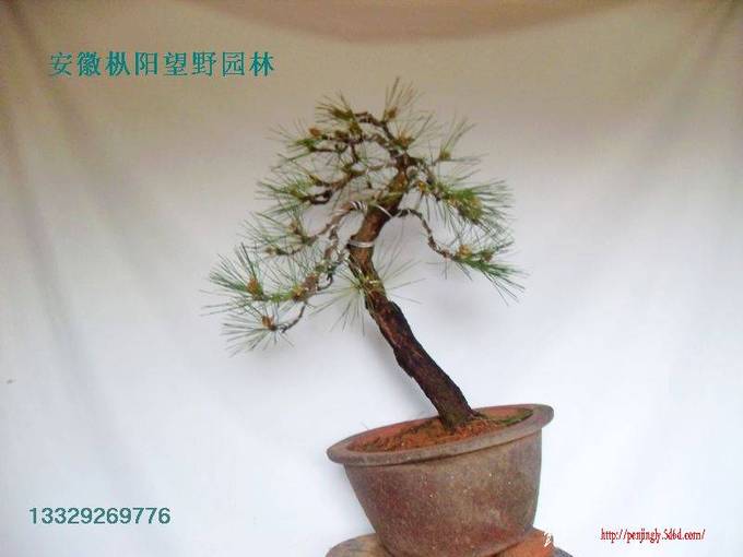 SDC15515.jpg