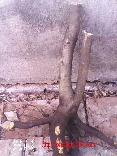 IMG0359A.jpg