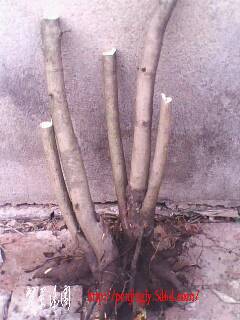 IMG0360A.jpg
