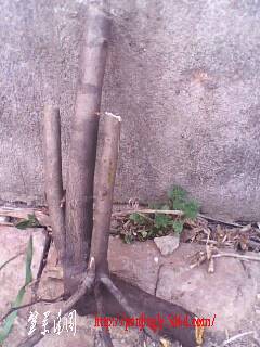 IMG0349A.jpg