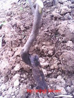 IMG0344A.jpg