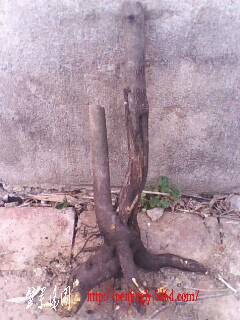 IMG0356A.jpg
