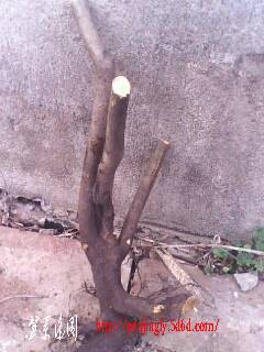 IMG0354A.jpg