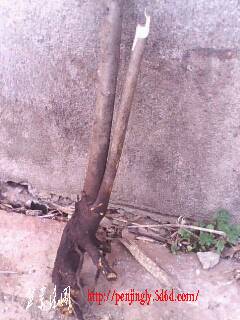 IMG0351A.jpg