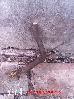 IMG0357A.jpg