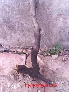 IMG0353A.jpg
