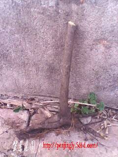 IMG0355A.jpg