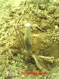 IMG0342A.jpg