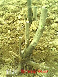 IMG0341A.jpg