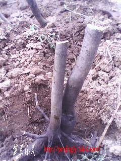 IMG0343A.jpg