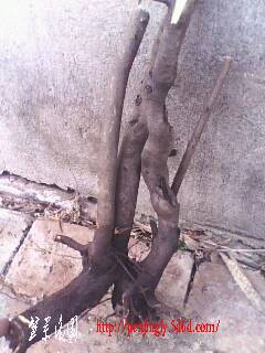 IMG0352A.jpg