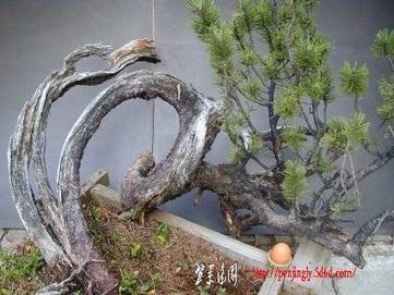 2000_06_pinus2000_1roh.jpg