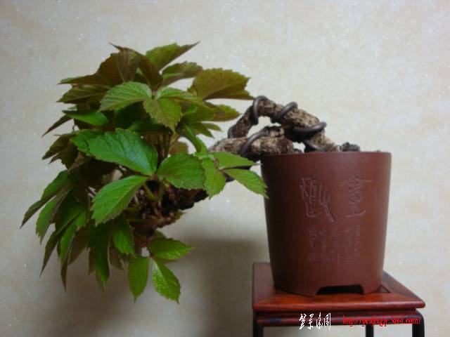 DSC04630.JPG