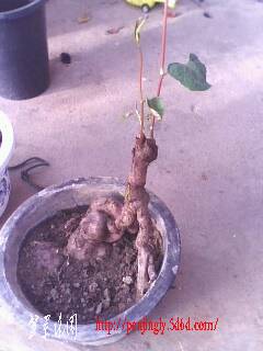 IMG0364A.jpg