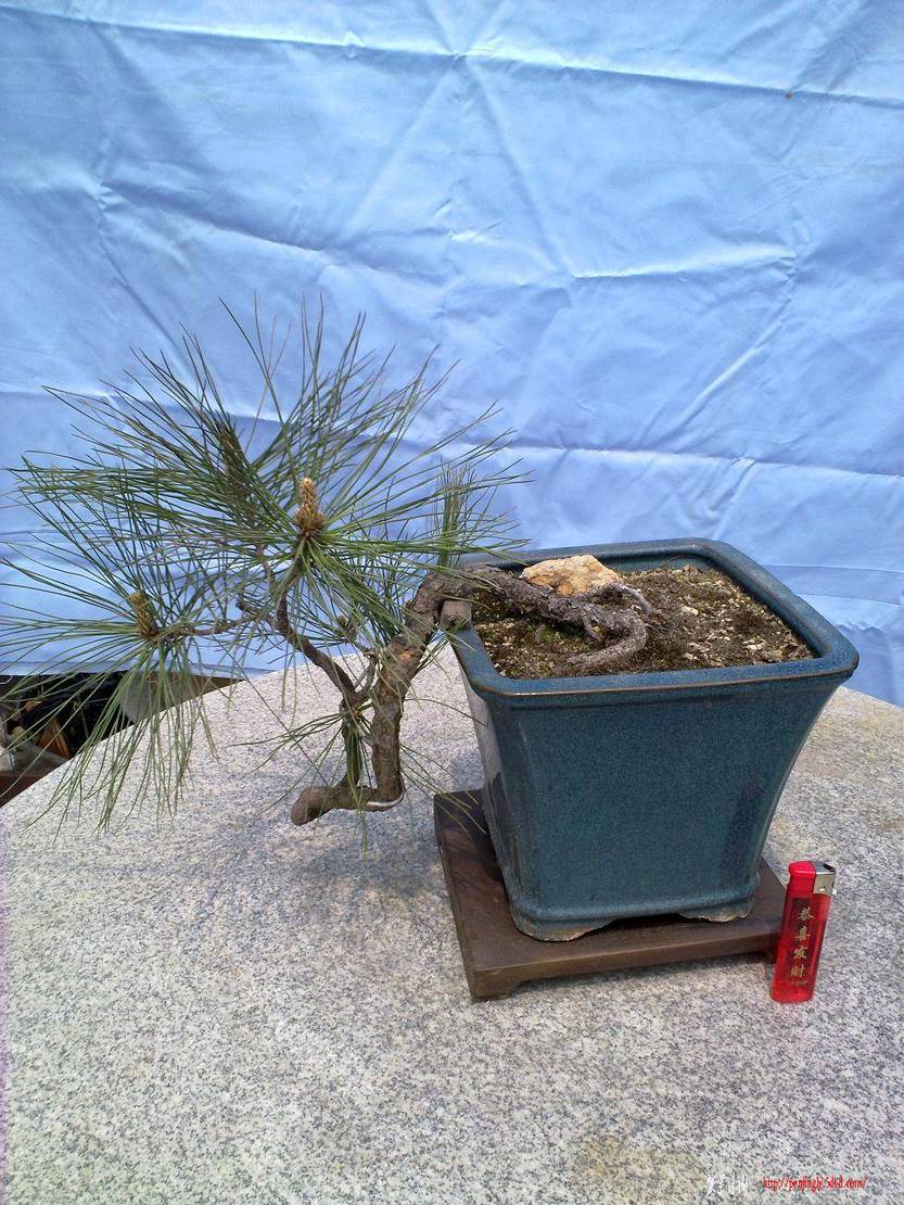 20110414245.jpg