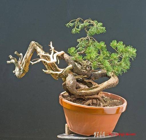 2009_05_nsc_7602v.jpg
