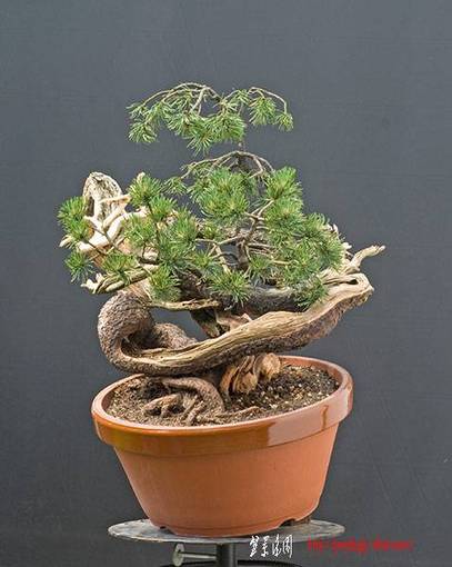 2009_05_nsc_7609v.jpg