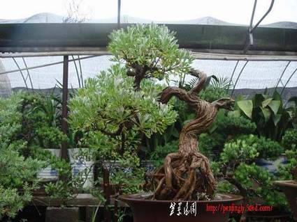 2009910143247853[1].jpg
