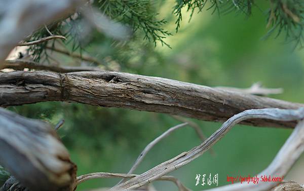 2006_07_dsc_4900v.jpg