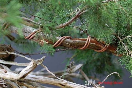 2006_07_dsc_4925v.jpg