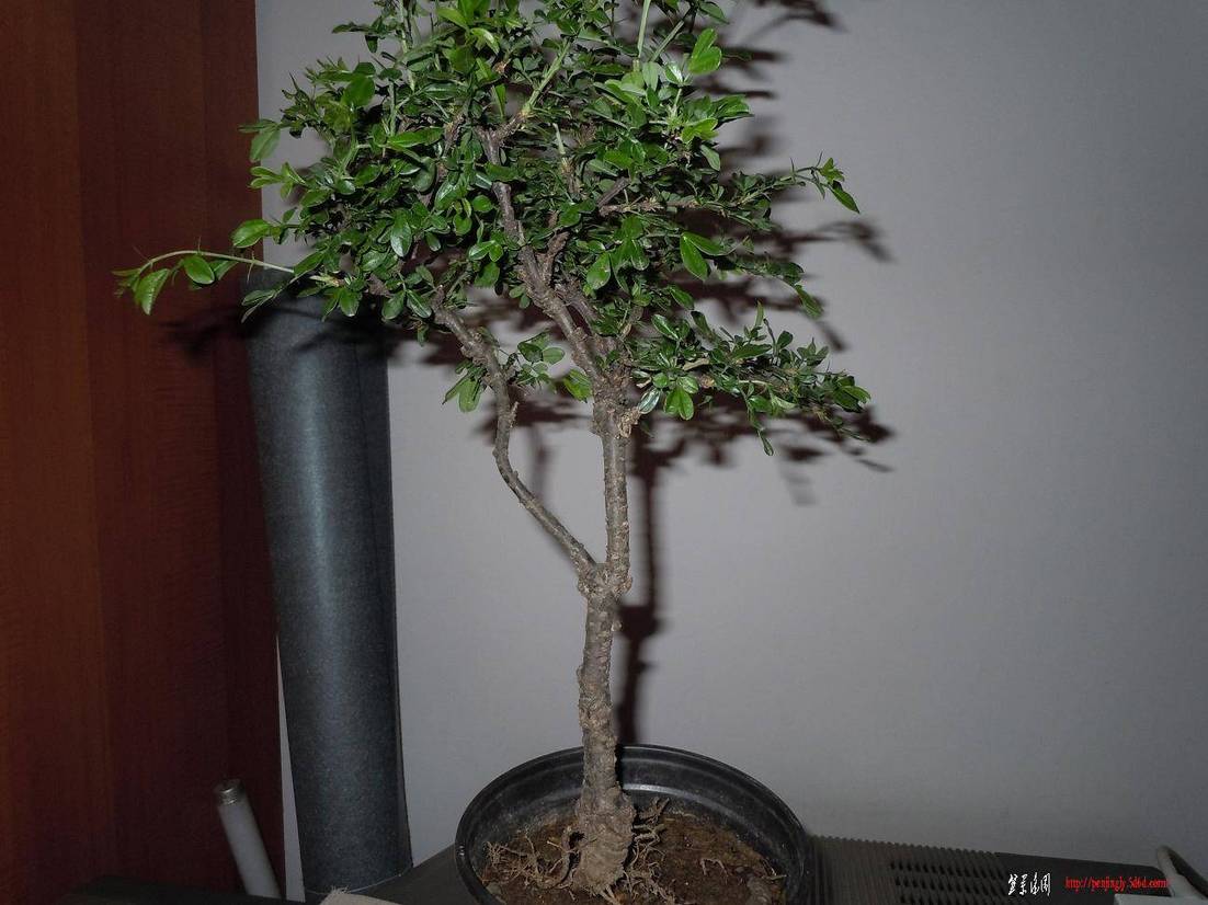 DSCN1406.jpg