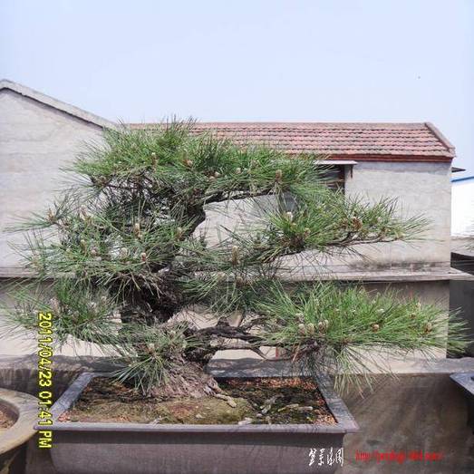 SDC11118.JPG