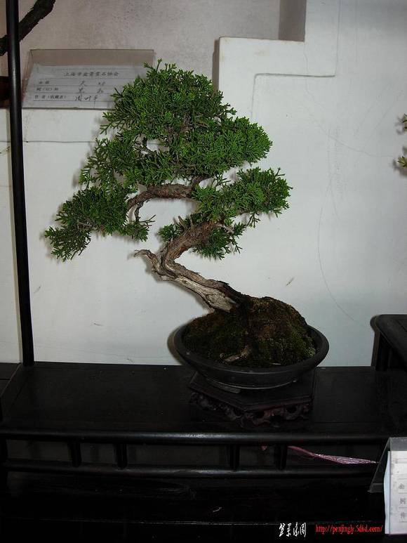 DSCN5431.JPG