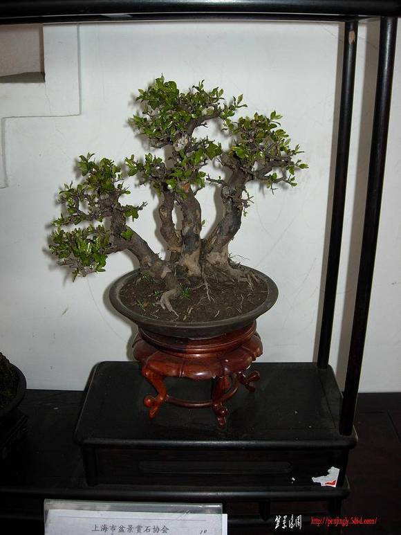DSCN5430.JPG