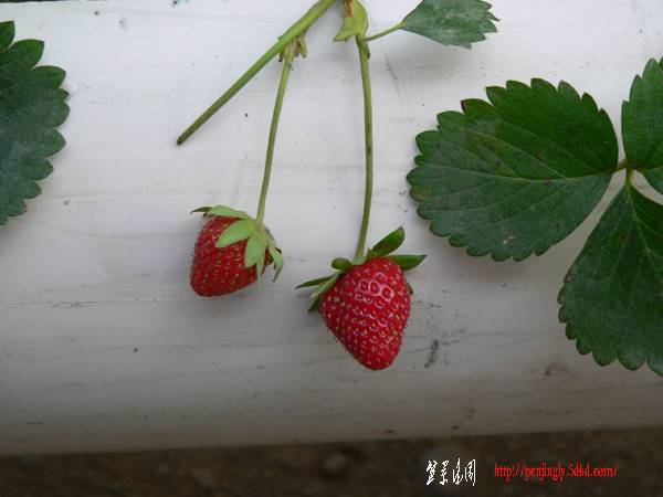 P1150314.JPG