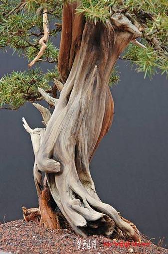dsc_1667v.jpg